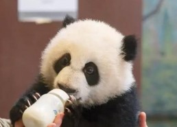 娱乐吃瓜酱熊猫生气,娱乐吃瓜酱揭秘背后真相